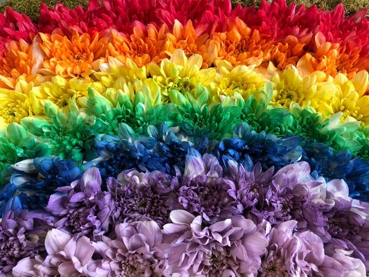 Rainbow-shaped funeral tribute made with red, orange, yellow, green, blue, purple, and pink sprayed chrysanthemums, finished with white cloud detailing, moss backing, and a ribbon edge, measuring approximately 36 inches by 24 inches.
