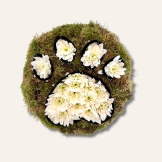 Minimal paw print funeral tribute with white chrysanthemums on a moss-backed posy pad, outlined with black pipe cleaners.